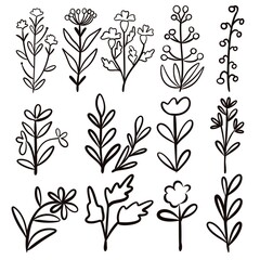 Floral line illustration .