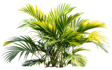 Vibrant Yellow Palm: Botanical Illustration isolated on Transparent background.