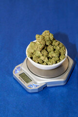 Cannabis being weighed. Fresh marijuana in a bowl with a blue background. Copyspace.