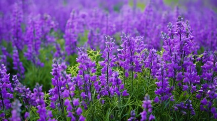 Obraz premium vibrant purple green flowers