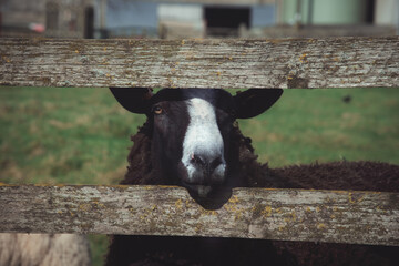 Black and white sheep behind a fence.