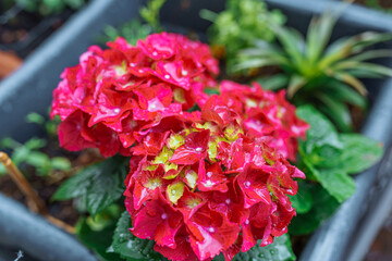 garden hydrangea multi-colored bright in box