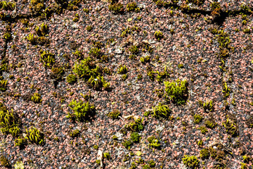The roof of a well with drinking mineral water in an abandoned spa town