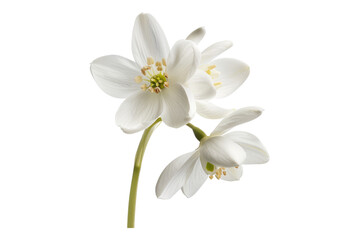 Snowdrop blossom isolated on transparent background