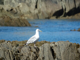 Mouette sur rocher