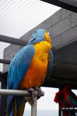 Obraz premium close up portrait of colorful blue and yellow macaw parrot, Ara ararauna in a bird cage at zoo. macaw bird