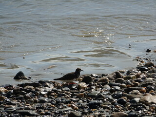 plage et côte rocheuse de Trédrez-Locquémeau