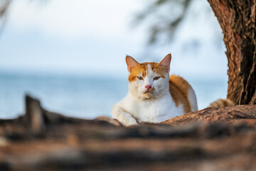 picture of wild cat as object