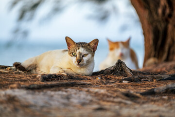 picture of wild cat as object