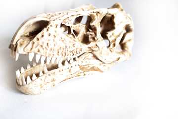 Czaszka T-Rexa. Replika czaszki najbardziej znanego tyranozaura.