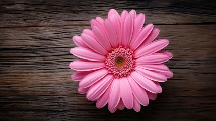 texture pink daisy on wood