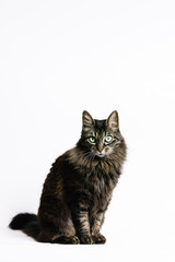 Vertical photo elegant tabby cat with mesmerizing green eyes on white background. Animals concept.