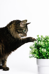 Vertical photo curious tabby cat exploring a potted plant on white background. Animals concept.