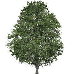 Obraz premium Big Lush Trees That Are Beautiful And Enjoyable