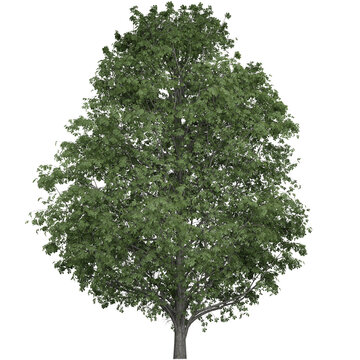 Big Lush Trees That Are Beautiful And Enjoyable