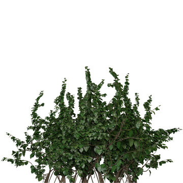 Beautiful And Dense Lush Bushes