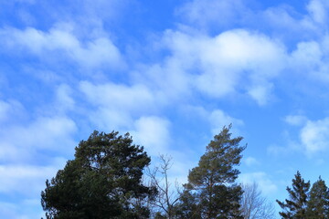 Green tree and blue cloudy sky. Spring day in February. Ever green nature. Nordic weather.