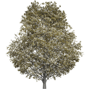 Large Lush Snowy Trees That Are Beautiful And Enjoyable