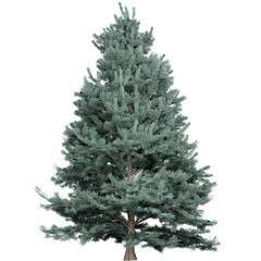 Lush Pine Trees That Are Beautiful And Delightful