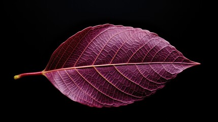 macro leaf plum isolated
