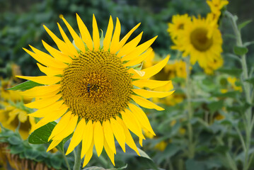 Sunflower splendor in Tuscany