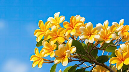 Obraz premium flowers yellow plumeria
