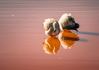 Graceful reflections on the reddish waters of Laguna Colorada
