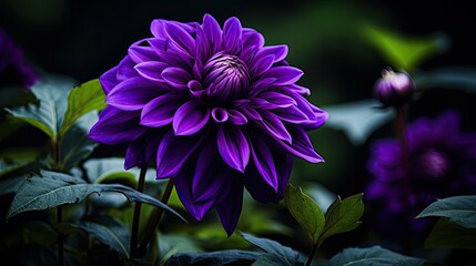plum dark purple flowers