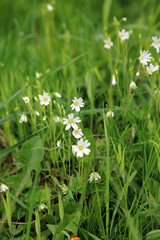 Macro image of Greater Stitchwort growing in grassland, Derbyshire England
