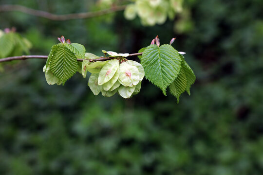 Macro image of Wych Elm fruit and leaves in Spring, Derbyshire England
