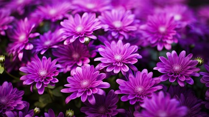 Obraz premium petals burst purple
