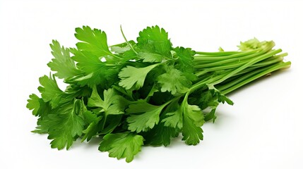 leaves sprig herb