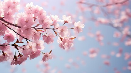 Fototapeta premium close falling cherry background