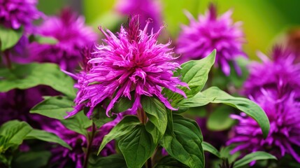 vibrant purple monarda