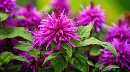 Fototapeta premium vibrant purple monarda