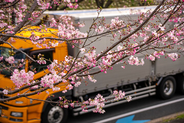 桜の花とトラックで春の新生活のイメージ