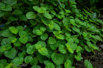 collection of mint leaves (Mentha)