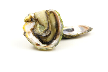 Fresh oysters isolated on a white background. Sea symptoms. Nourish the body.