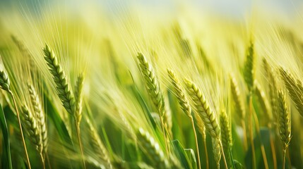Fototapeta premium crop agriculture food