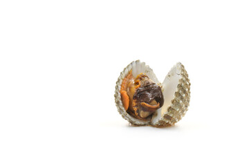 Fototapeta premium This is a close-up photo of a white background clam shell, commonly known as a cockle. seafood. This shell is often found on sandy.