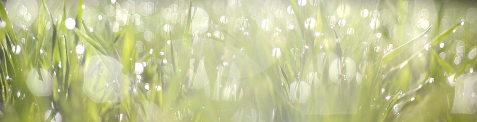 Close-up of green grass with drops of water dew sparkling in the evening light. Natural bokeh...