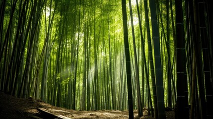 Fototapeta premium serene bamboo grove