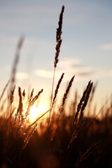 Sunset in the field. Landscape with grass against the backdrop of the setting sun at summer...
