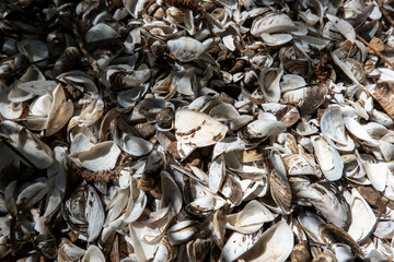 A pile of shells on the shore of Lake Zemplinska Sirava Slovakia