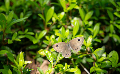 翅を広げたヒメウラナミジャノメ