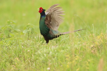 日本の国鳥【キジ】