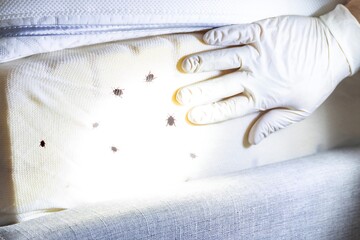 Exterminator treatment for bed bugs: pest control