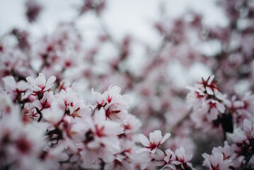 Almond blossoms. Spring blossoms in the garden.