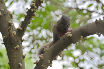 Callosciurus erythraeus eating fruit on a banyan tree