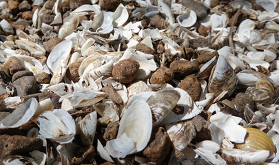 A pile of shells on the shore of Lake Zemplinska Sirava Slovakia
